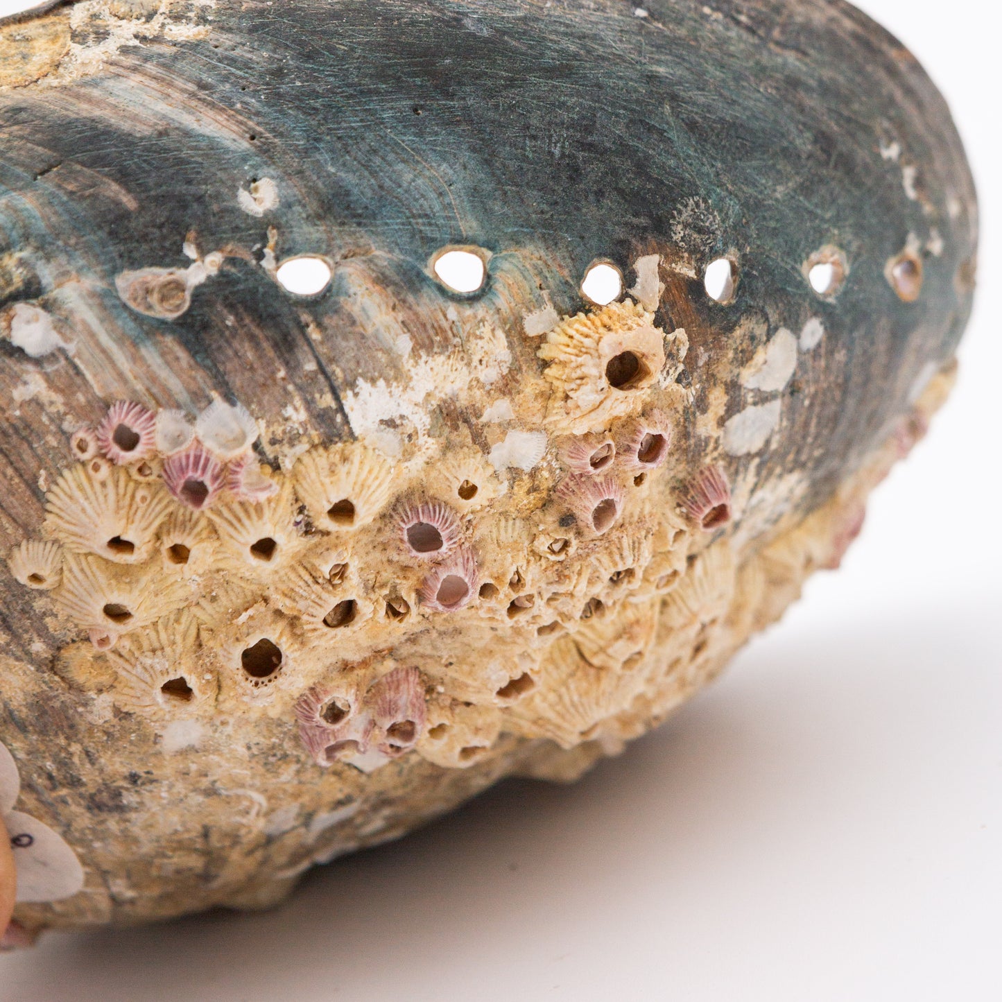 Abalone Shells