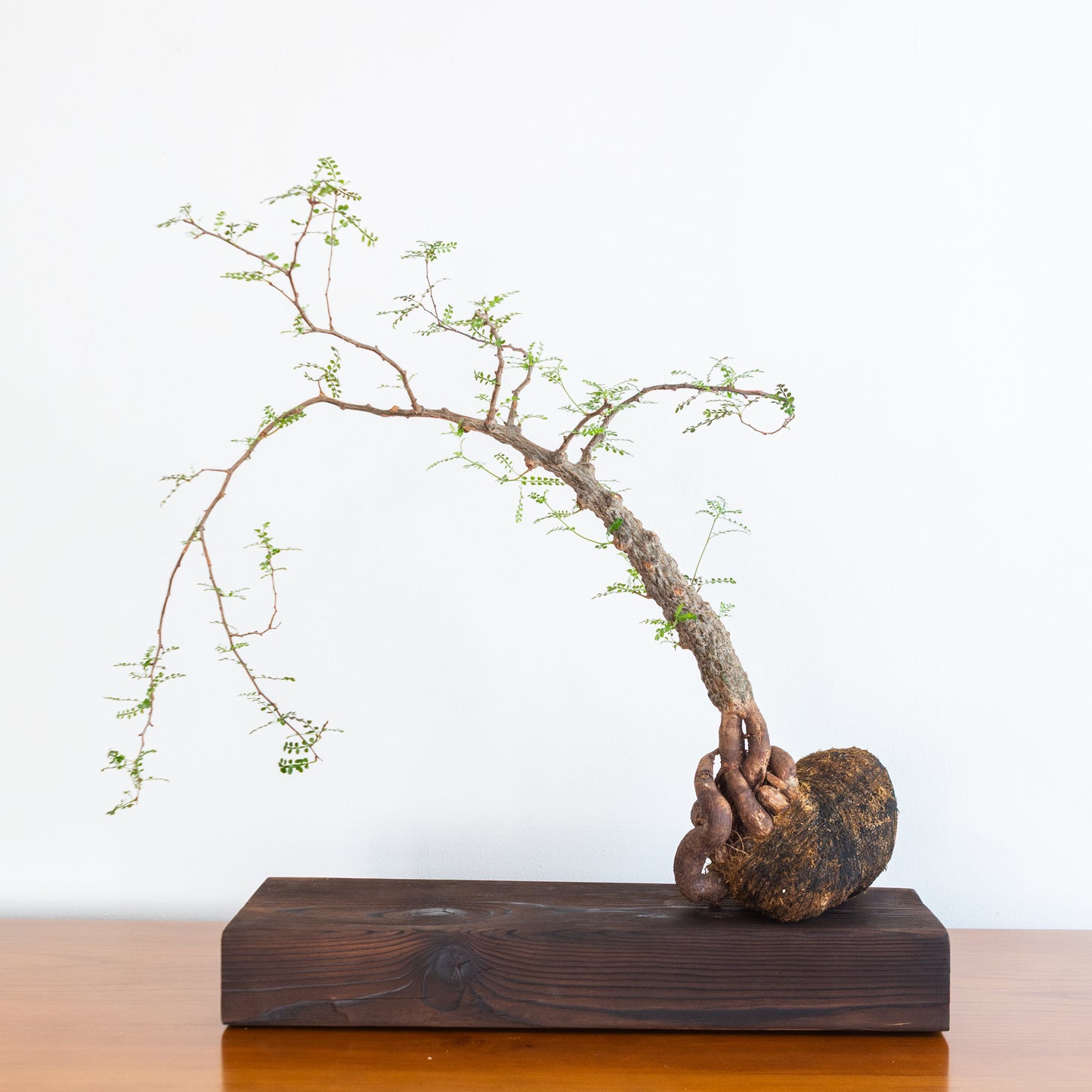 Alejandro Bataille | Elephant Tree Kokedama