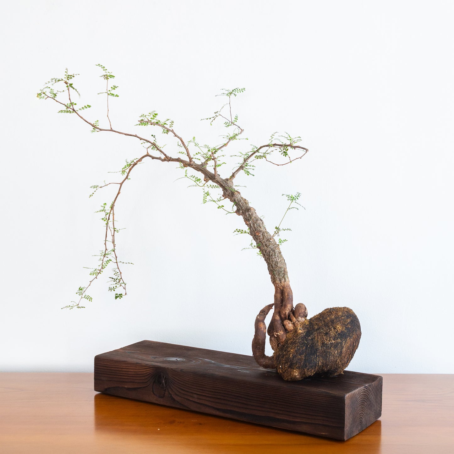 Alejandro Bataille | Elephant Tree Kokedama