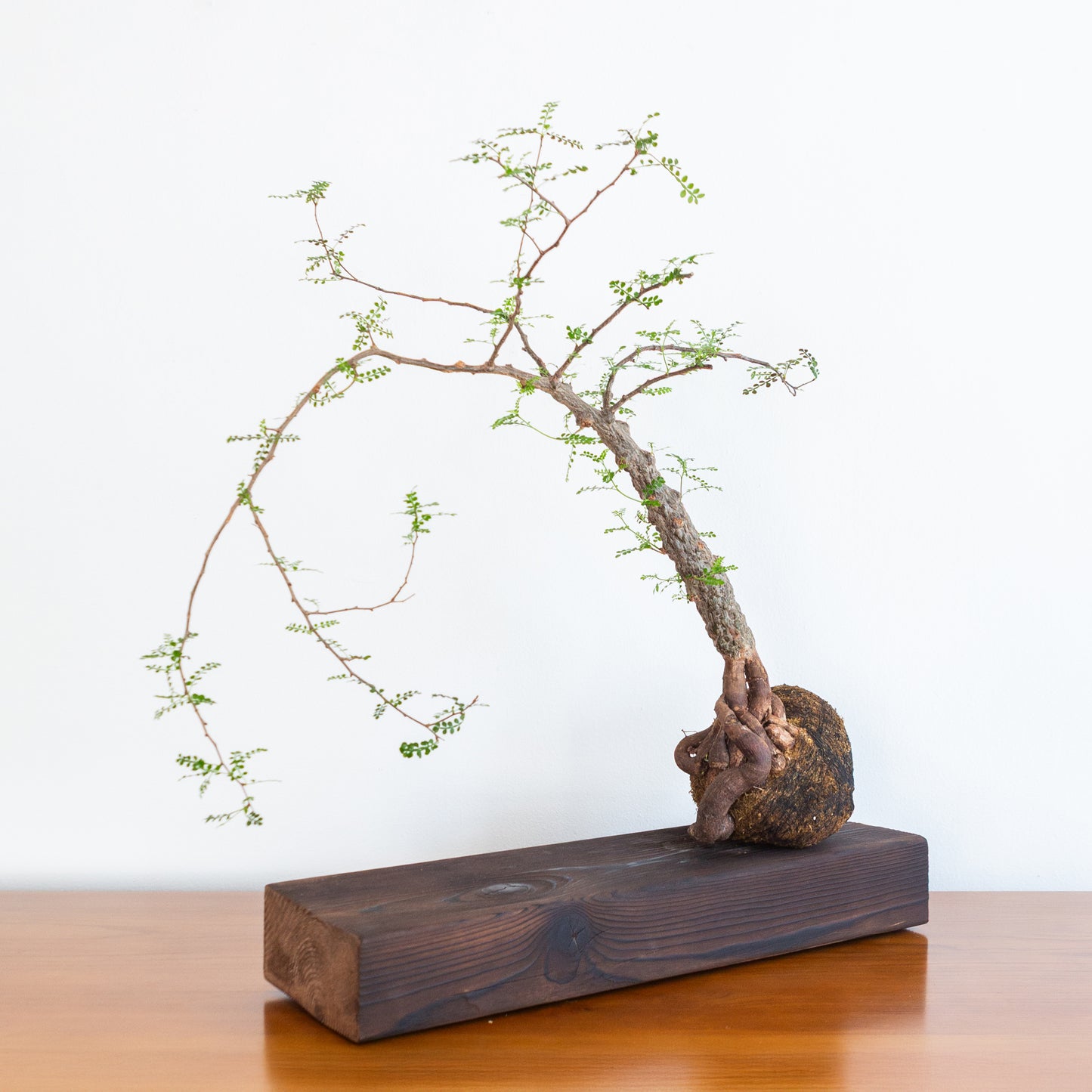 Alejandro Bataille | Elephant Tree Kokedama