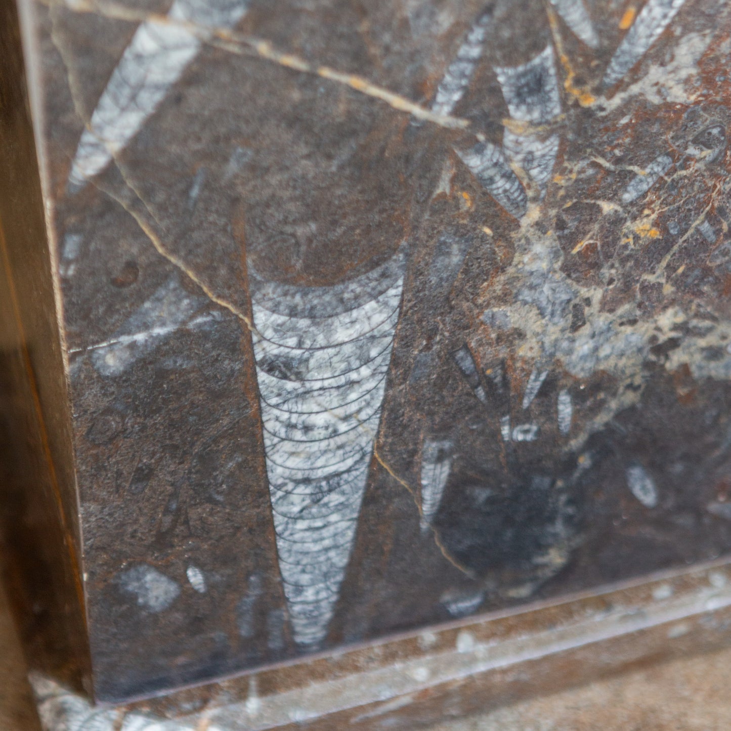 Fossilized Base Table Lamps