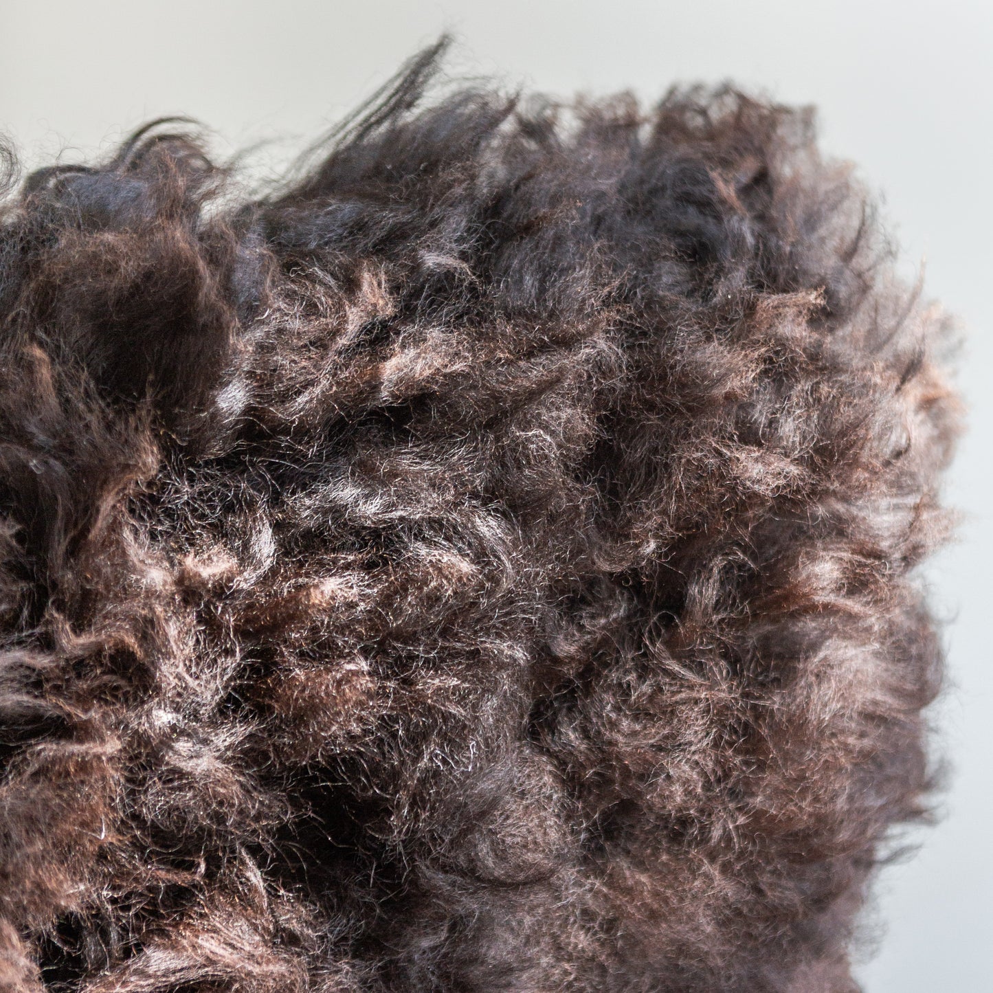 Scottish 'Blackie Brown' Sheepskin