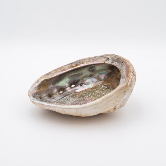 Large Abalone Shell