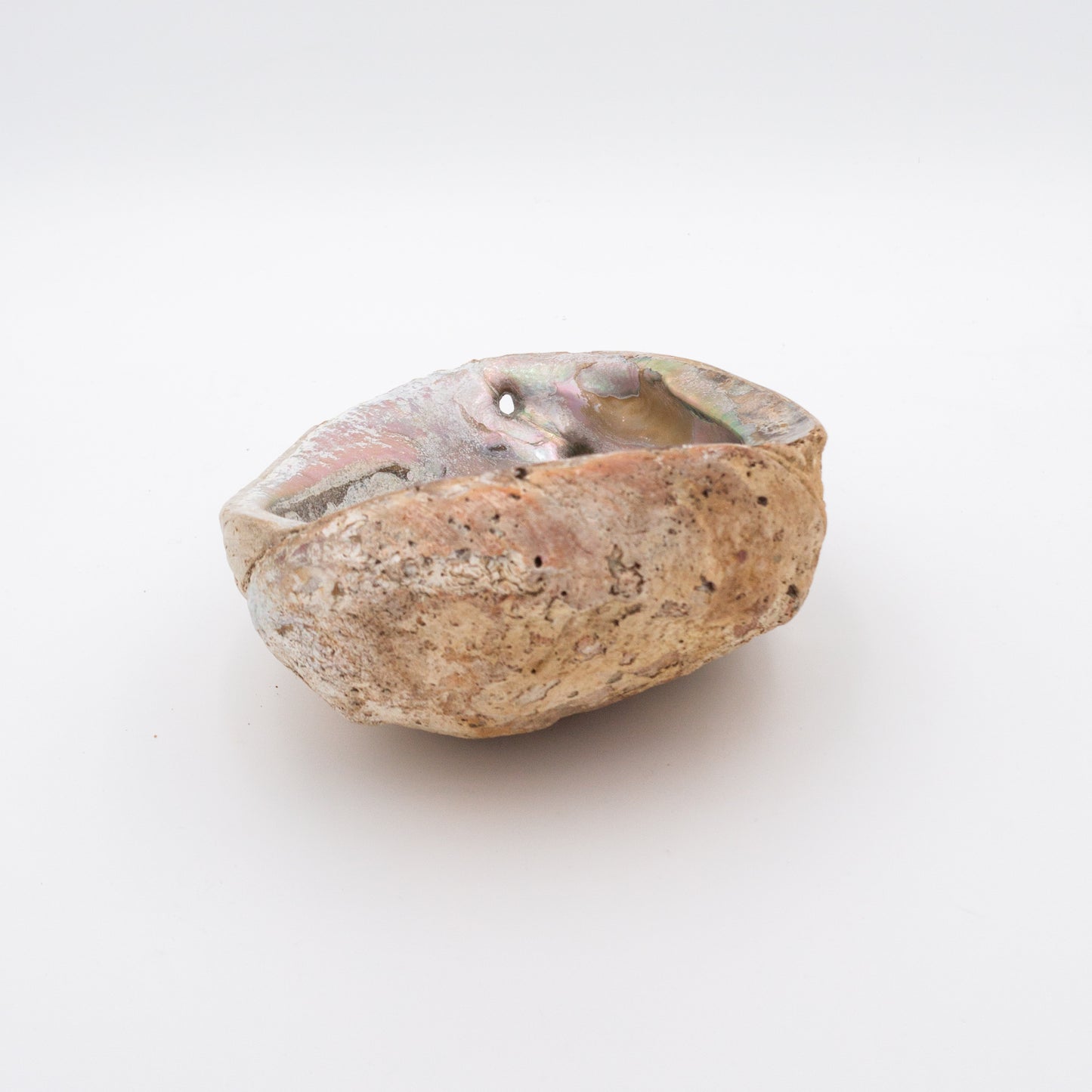 Large Abalone Shell