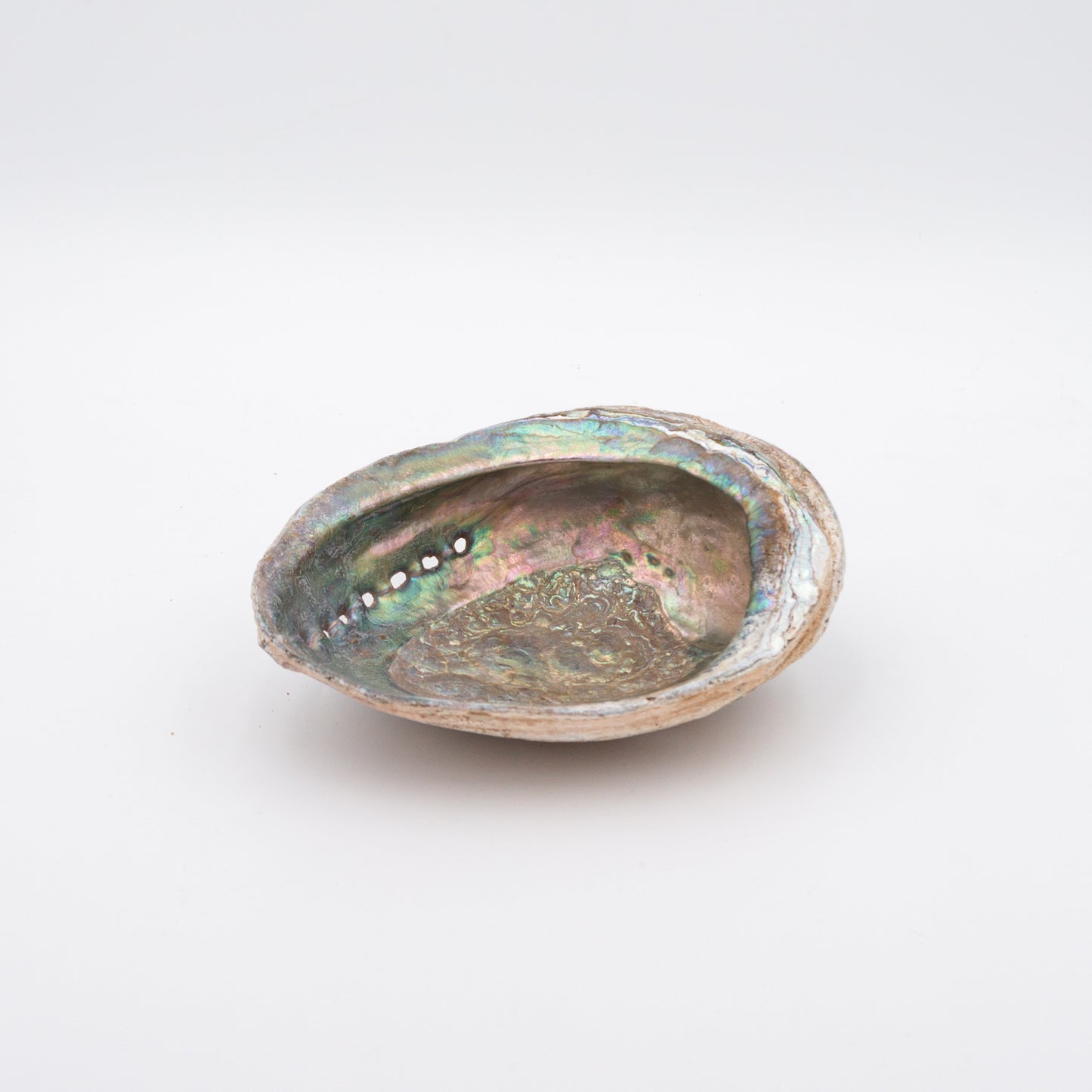 Abalone Shells