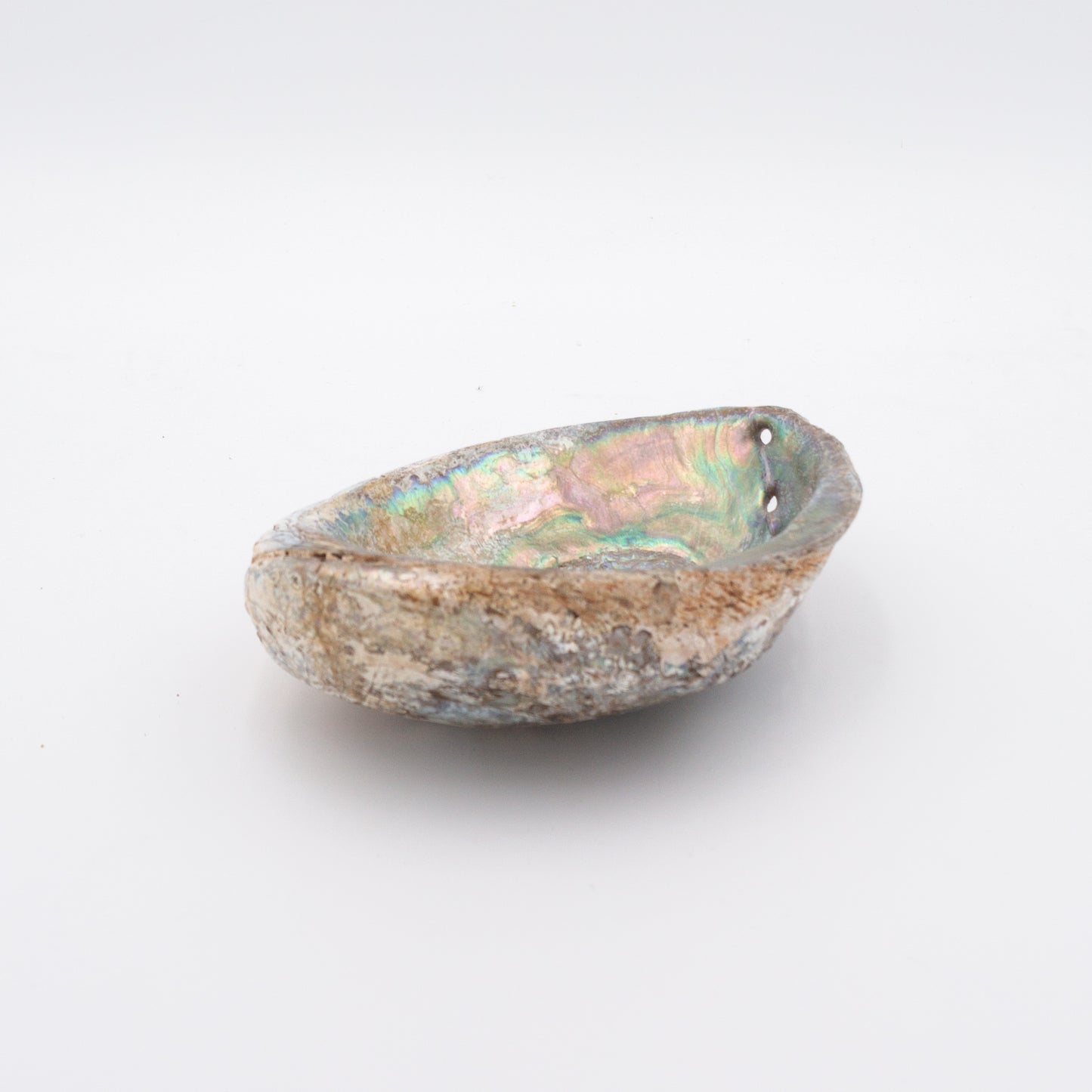 Abalone Shells