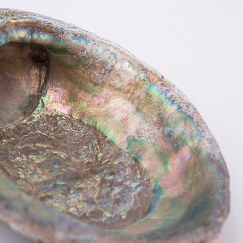 Abalone Shells