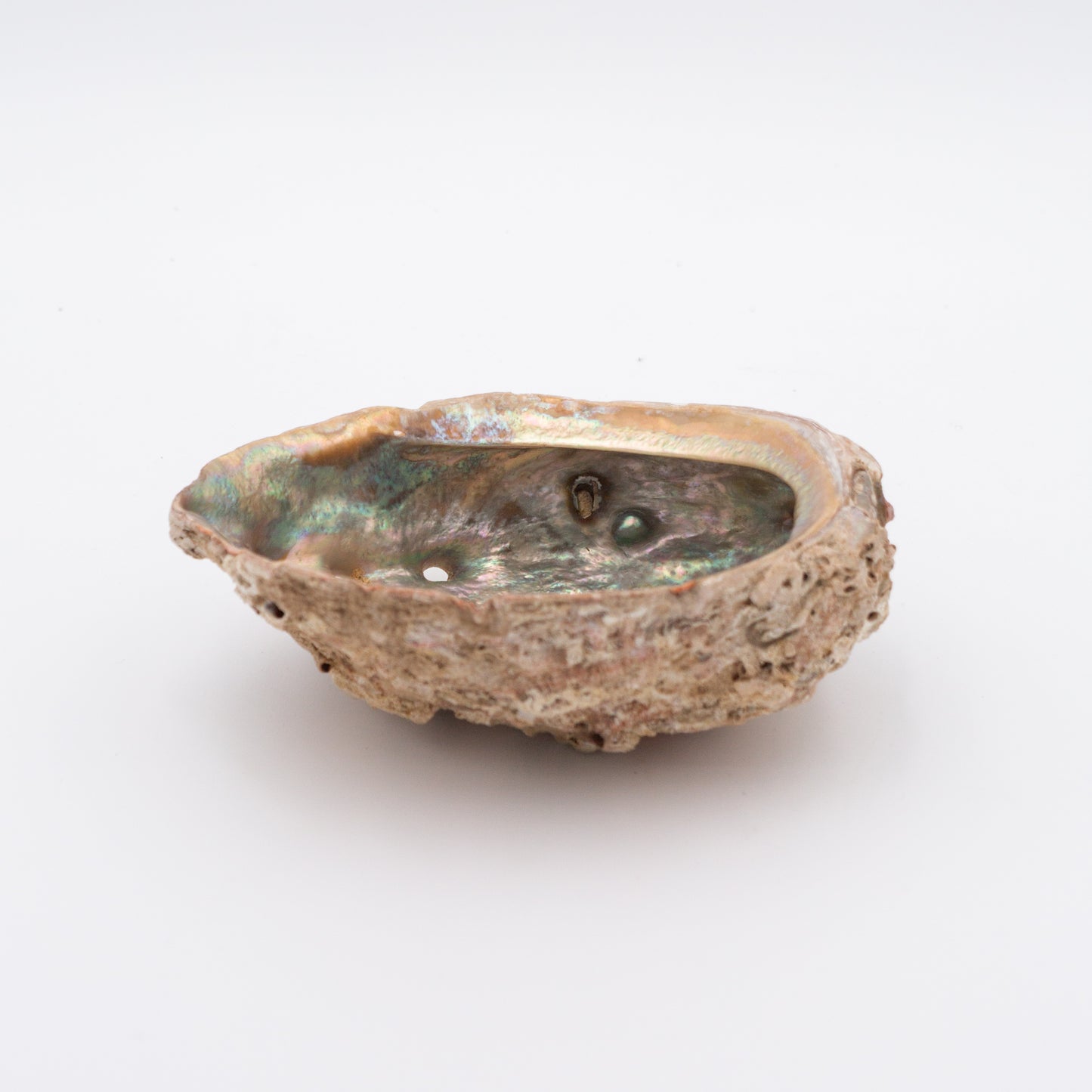 Abalone Shells