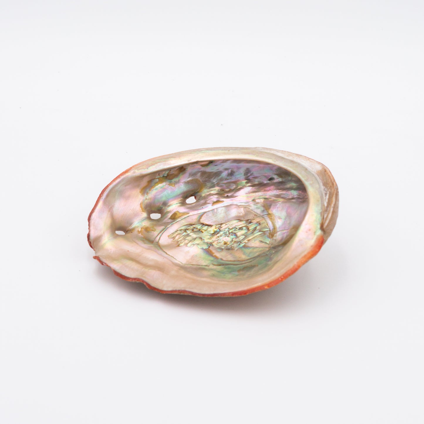 Abalone Shells