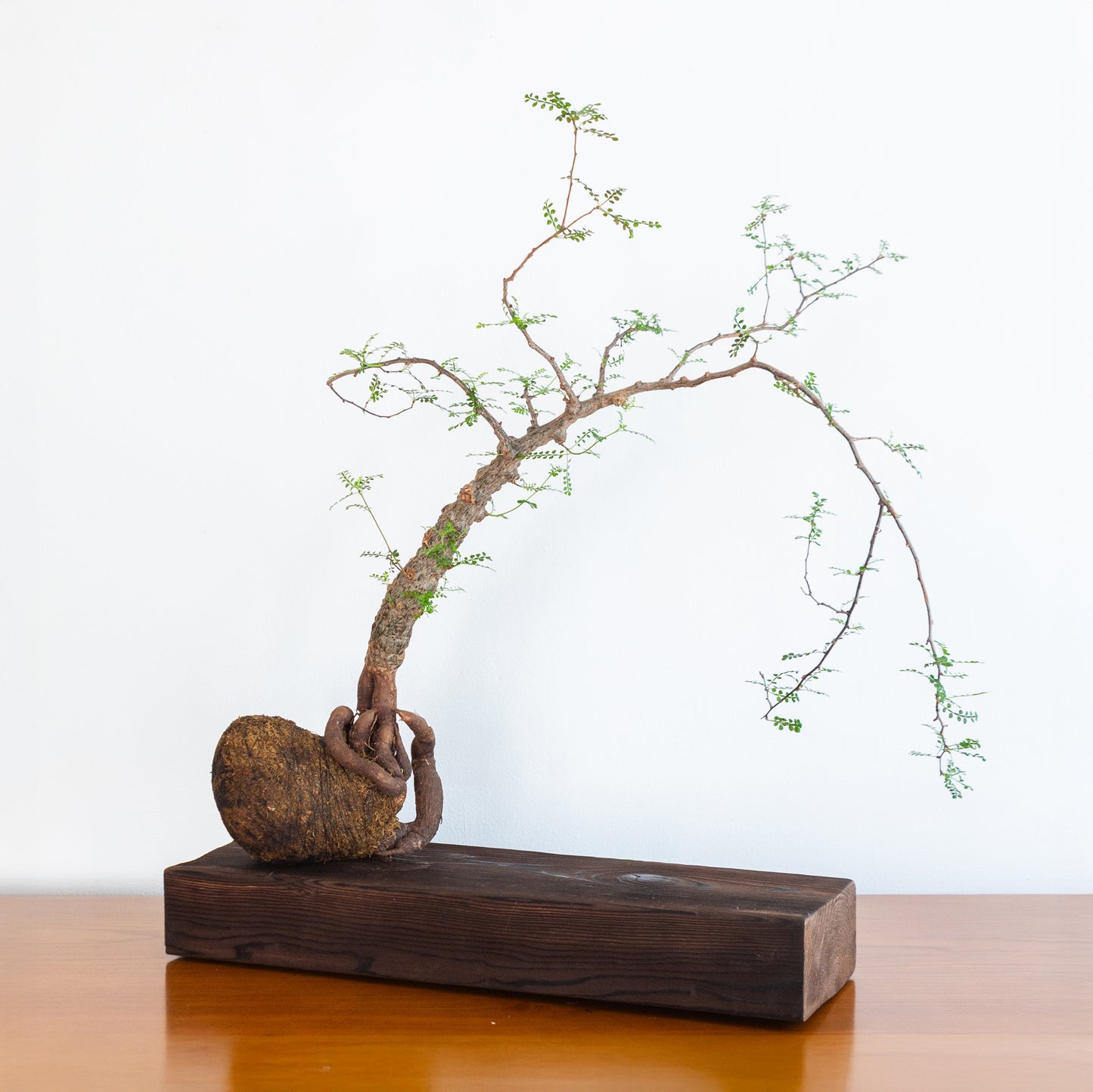 Alejandro Bataille | Elephant Tree Kokedama