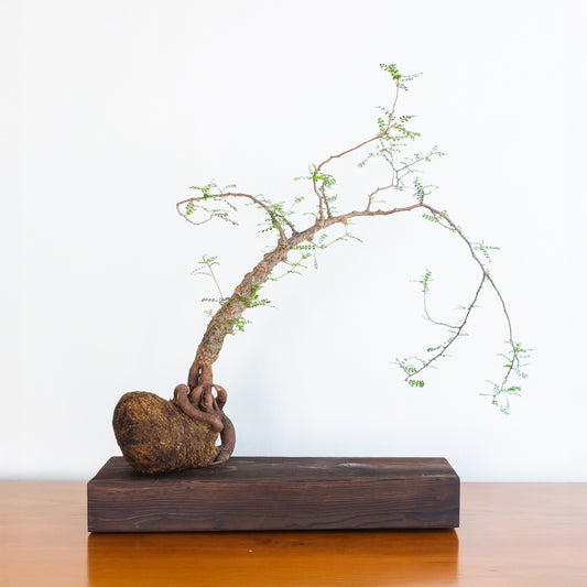 Alejandro Bataille | Elephant Tree Kokedama