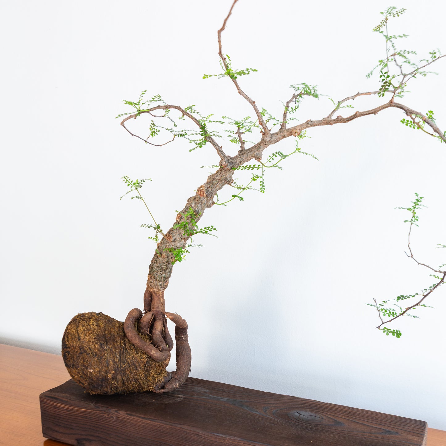 Alejandro Bataille | Elephant Tree Kokedama