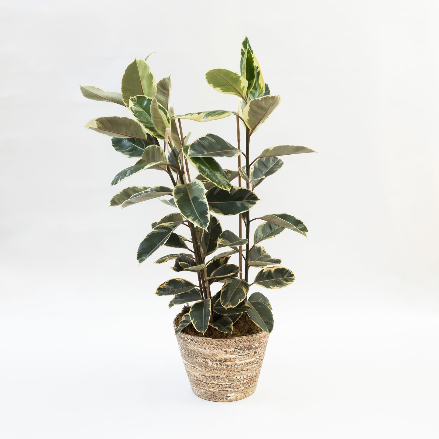 Hyunuko | V-Shaped Mongi Planter