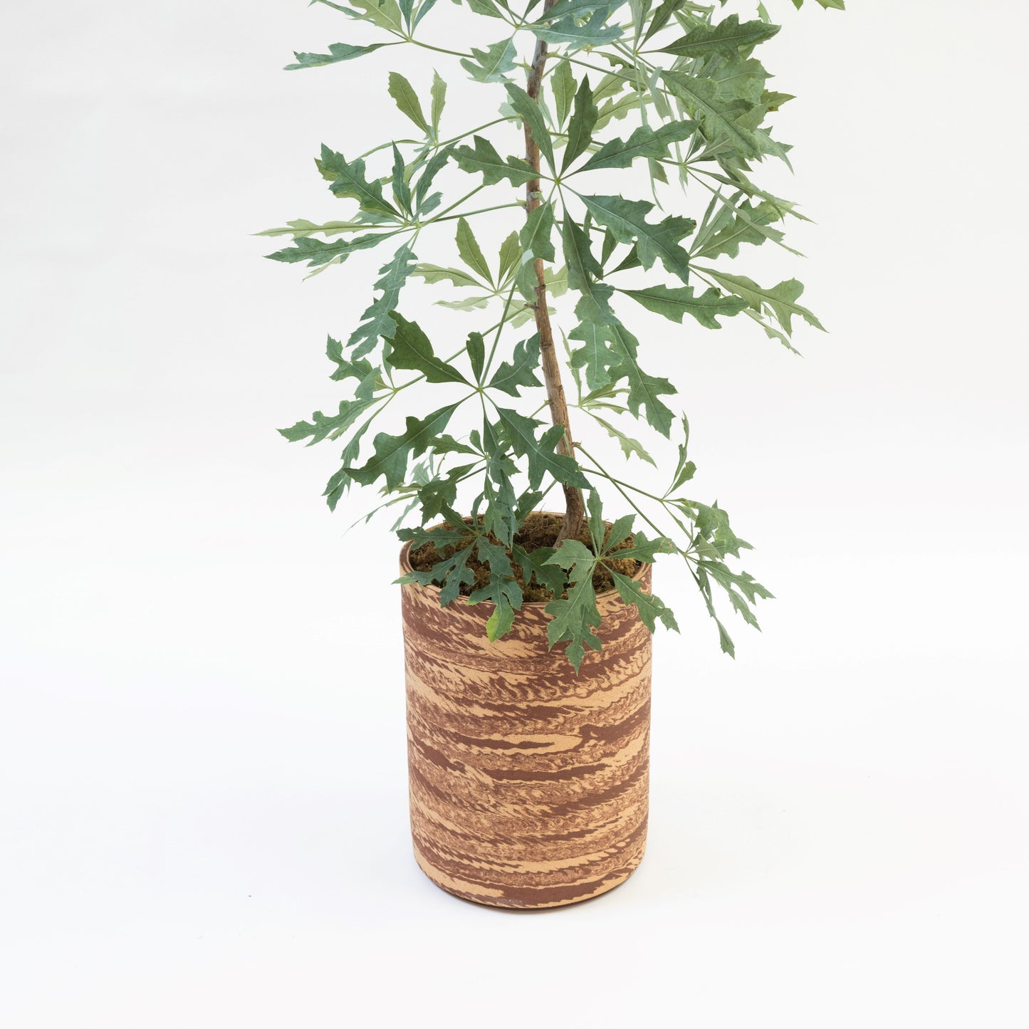 Hyunuko | Big Mongi Planter