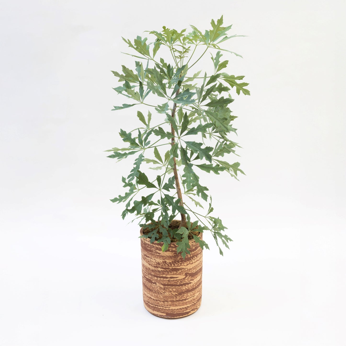 Hyunuko | Big Mongi Planter